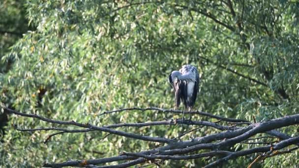 Šedá volavka sedí na šedém stromě — Stock video