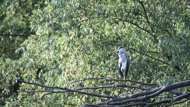 회색 왜가리가 회색 나무에 앉아 있는 모습 — 비디오