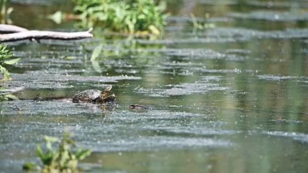 Europese vijverschildpad of Emys orbicularis — Stockvideo