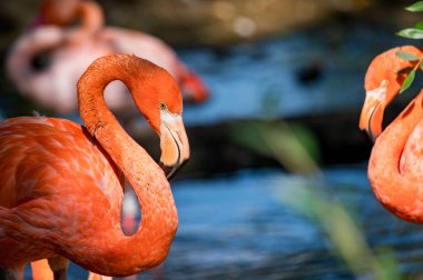 Güzel Amerikan flamingosunun portresi ya da Phoenicopterus ruber suya yakın.