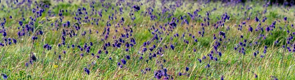 Primo piano di fiori viola freschi di Salvia nutans in steppa — Foto Stock