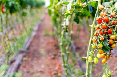 Bir serada vişneli domates yetiştiriciliğine yakın çekim