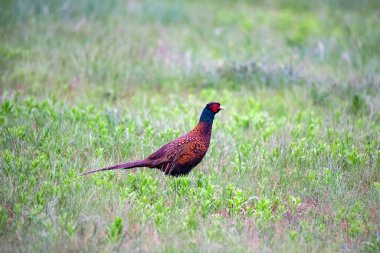 Erkek sülünü ya da otların arasında Phasianus kolşisi