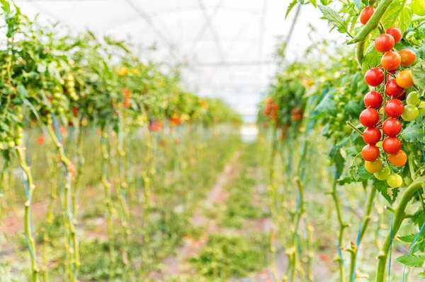 Close-up de cultivo de tomate cereja em estufa — Fotografia de Stock
