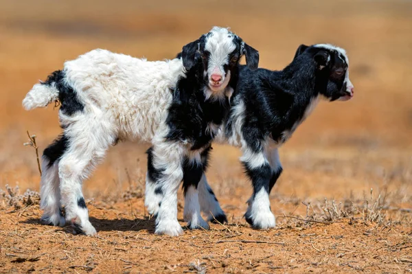 Two black and white goats walks on the field. — Stock Photo, Image