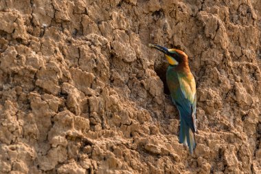 Avrupa arı yiyicisi ya da Merops apiaste deliğine kadar yiyor.
