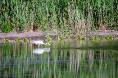 Büyük balıkçıl ya da Ardea alba suda kalır.