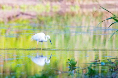 Büyük balıkçıl ya da Ardea alba sudaki küçük balıkları yer.