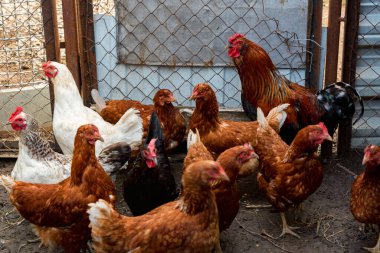 Çiftlikte siyah, beyaz ve kırmızı tavuklar