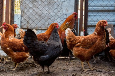 Çiftlikte siyah, beyaz ve kırmızı tavuklar