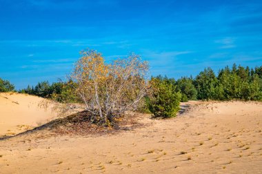 Sonbaharda yarı çölde sarı huş ağaçları ve yeşil çam ağaçları