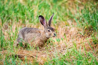 Avrupa tavşanı veya Lepus europaeus bir çayıra atlar