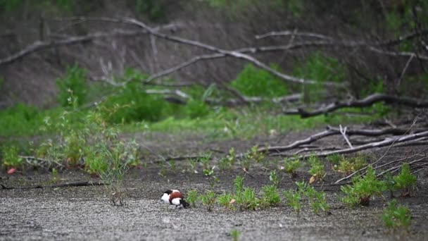 Пара звичайної прибережної качки або Тадорни у воді. — стокове відео