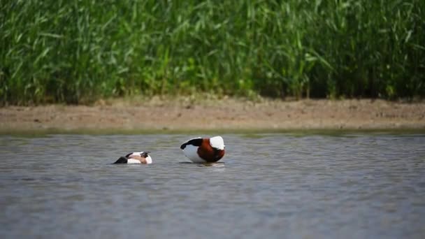 Een paar gewone eend of Tadorna in het water — Stockvideo