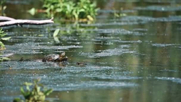 水でヨーロッパ池亀またはエミーズの眼 — ストック動画