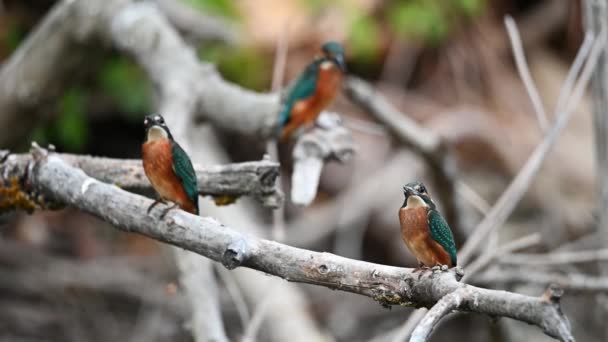 Group of kingfishers or Alcedo atthis perches on branch — Vídeo de Stock