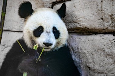 Dev pandanın yakınında bambu çubuğu yiyor.