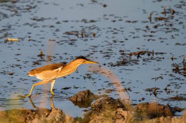 Bataklıktaki en az acı veren ya da Ixobrychus sürgünlerini kapat