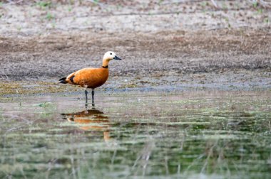 Ruddy Shelduck ya da Tadorna ferruginea gölde kalır.