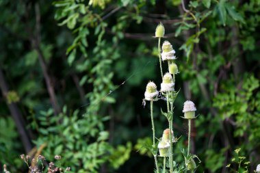 Dipsacus ya da Teasel, Teazel ya da Teazle 'ı kapat..