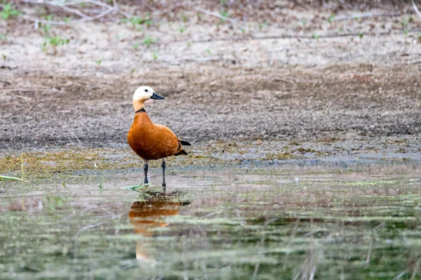 Ruddy Shelduck ya da Tadorna ferruginea gölde kalır.