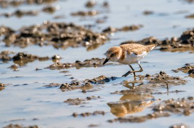 Kentish Plover ya da Charadrius Alexandrinus 'un su bölgesini kapatın.