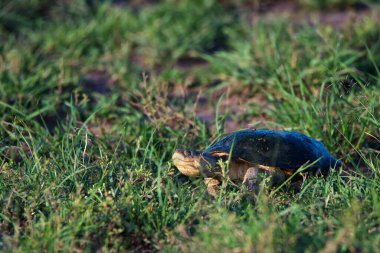 Pelusios sinuatus ya da Doğu Afrika Tırtıklı Kaplumbağa in grass