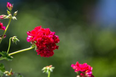 Pelargonium, sardunya, pelargonyum ya da leylek gagalarını kapat.