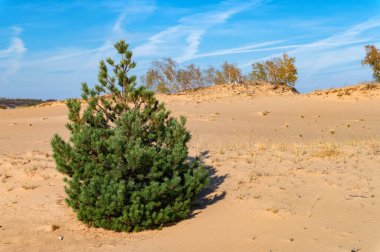 Sonbaharda yarı çölde sarı huş ağaçları ve yeşil çam ağaçları