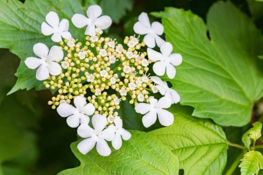 Viburnum opulus veya guelder-rose veya guelder gül çiçeklerini kapat
