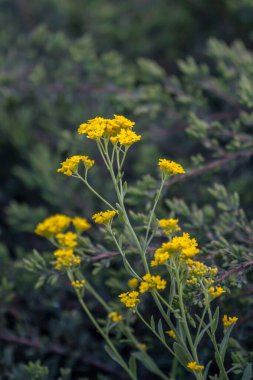 Aurinia Saxatilis 'i yemyeşil çayırların arasına kapatın.