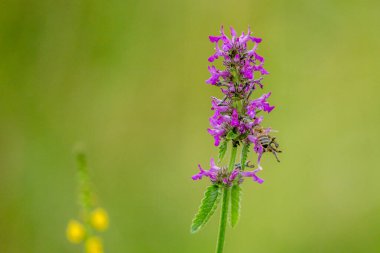 Betonica officinalis veya Stachys resmi olarak yaygın olarak bilinen adıyla hedgenettle, betony, mor betony, ahşap betony, piskopos wort veya piskopos wort.