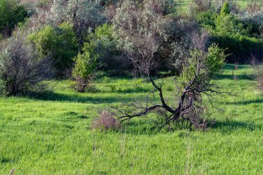 Yeşil bir çayırın ortasında solmuş bir ağaç.