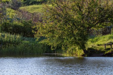 Güneşli bir göletin kıyısında yemyeşil yamaçta ahşap bir bank olan yemyeşil bir ağaç.
