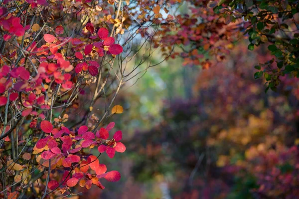 Heller Herbstwald mit roten und orangefarbenen Blättern des Rauchbaums — Stockfoto