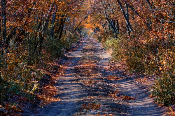 Vue panoramique d'une vieille route à travers les arbres d'automne — Photo