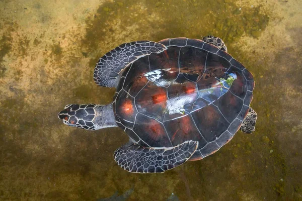 Primer plano de tortuga marina verde o Chelonia mydas —  Fotos de Stock
