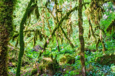 Ağaç dallarında yetişen yosunları kapat.