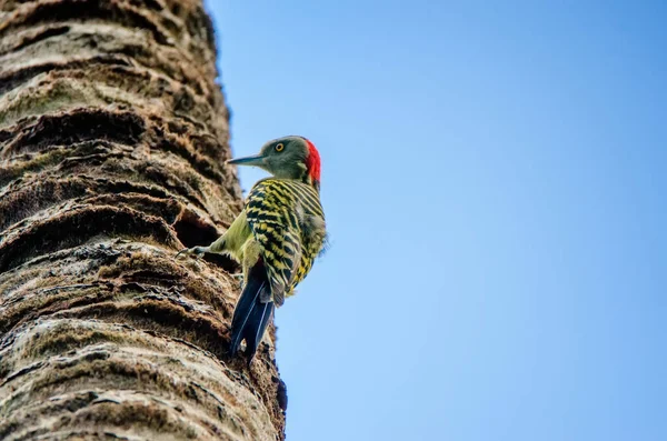 Pájaro carpintero hispano o Melanerpes striatus en tallo de palma cerca —  Fotos de Stock