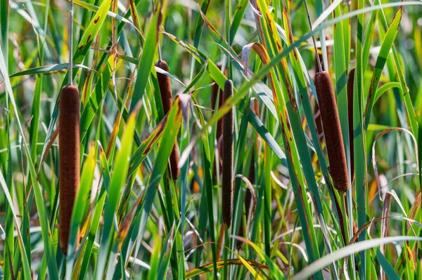 A Typha angustifolia vagy a keskeny levelű marhahús közelsége — Stock Fotó