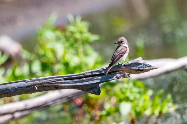 Närbild av fläckig flugsnappare eller Muscicapa striata — Stockfoto