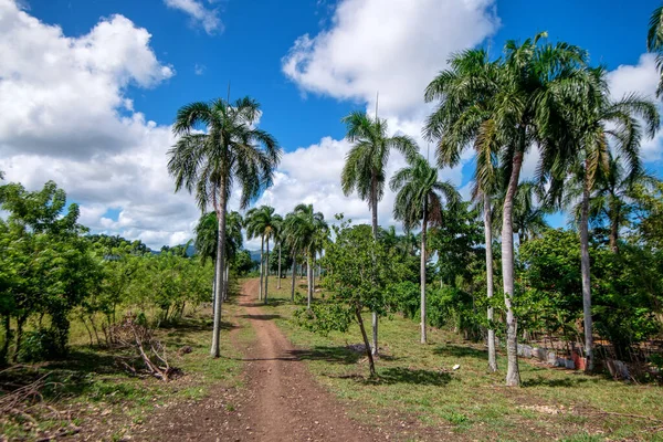 Dominik Cumhuriyeti 'nde yemyeşil palmiye ağaçları arasında güzel bir ara sokak — Stok fotoğraf