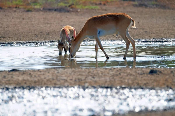 Saiga antilope o Saiga tatarica bevande in steppa — Foto Stock