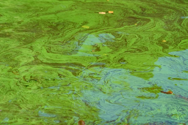 Meerwasseroberfläche aus nächster Nähe mit Grünalgen verschmutzt — Stockfoto