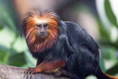 Altın başlı aslan tamarini (Leontopithecus chrysomelas)