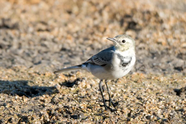 White wagtail — Stock Photo, Image