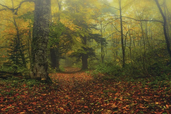 Mysterieuze bos — Stockfoto