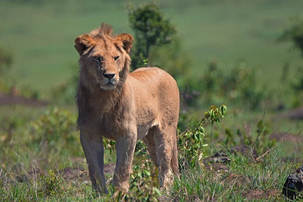 Jeune lion mâle — Photo