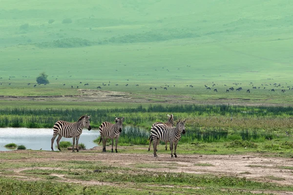 Zebry w mieście savanna — Zdjęcie stockowe