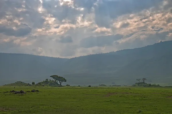 À l'intérieur du cratère Ngorongoro — Photo